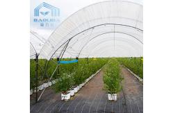 China Top Ventilation Multi Span Plastic Tunnel Greenhouse Rustproof supplier