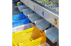 China 380V Fruit And Vegetable Processing Line Fully Automatic Cleaning Drying Grading supplier