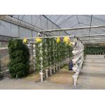 Multi Tier NFT Hydroponics System Strong Adaptability For High Density Planting for sale