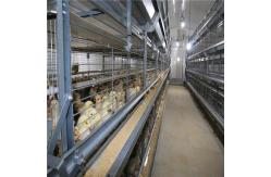 China H Frame Cage Design Automatic Broiler Feeding System for Advanced Farms supplier