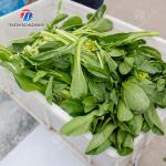 High Efficiency Fruits And Vegetables Washer For Dandelions Coriander