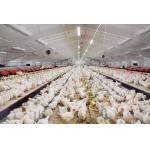 China Professional Design Chicken Farm Equipment House Prefabricated Steel Buildings manufacturer