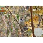 Strong Plastic Anti Bird Netting Green Color Hole Open 15 mm 2.5 Meters Wide for sale