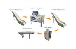 China Multi Functional Wide Output Range Long Working Life Garlic Processing Line supplier