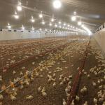 Long Lasting Meat Chicken Floor System with Corrosion Resistance / Plastic Materia for sale