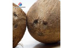 China Commercial Coconut Peeler Coconut Sheller Husk Machine Shelling Machine supplier