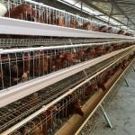 Q235 Bridge Steel A Frame Layer Chicken Cage For Chicken Farm for sale