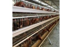 China Q235 Bridge Steel A Frame Layer Chicken Cage For Chicken Farm supplier