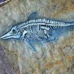Shopping Mall Dinosaur Bone Replicas , Dinosaur Replica Fossil Skulls for sale