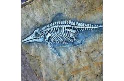 China Shopping Mall Dinosaur Bone Replicas , Dinosaur Replica Fossil Skulls supplier
