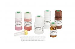 China 96T/ Elastase Assay Kit BRED-006 supplier