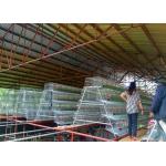 Three Tiers Four Room Chicken Layer Cage Capacity 500-1000 Birds for sale