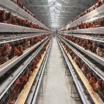 ISO Battery Layer Chicken Cage Poultry H Type 650 X 600 X 500 Mm for sale