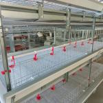 H Type Broiler Cage With Poultry Drinking System for sale