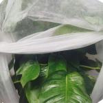 Agricultural Nonwoven Spunbond Frost Blanket Crop Cover Fabric For Cold Weather for sale
