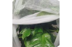 China Light Weight Non Woven Floating Row Cover Plant Cover Fabric supplier