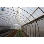 Agricultural Tunnel Multi Span PE Film Greenhouse With Ventilation System