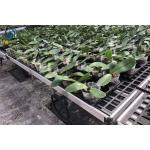 Agricultural Seedling Plastic Nursery Tray Rolling Bench Mesh Mobile Tables Grow Tray