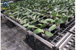 China Agricultural Seedling Plastic Nursery Tray Rolling Bench Mesh Mobile Tables Grow Tray supplier