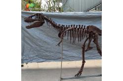 China Personalized customization Dinosaur Bone Replicas T Rex Skull Replica supplier
