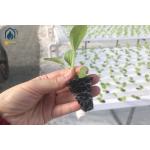 Water Saving NFT Hydroponic System Solution For Home And Commercial Use for sale