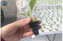 China Water Saving NFT Hydroponic System Solution For Home And Commercial Use supplier