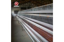 China Egg Laying Chicken Cage With Full Automatic System supplier