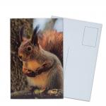 Lenticular Postcard Printing Toucan Wild Animals 3D Postcard for zoo pack sealifes
