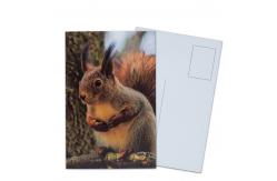 China Lenticular Postcard Printing Toucan Wild Animals 3D Postcard for zoo pack sealifes supplier