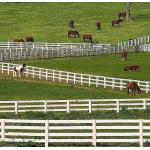 Anti Climb Welded Wire Mesh Fence No Rot 4 Rails Post And Rail White Pvc For Horse Farm for sale