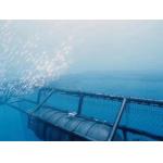 2.5mm-3mm Polyester Wire Offshore Fishing Net For Aquaculture Farming for sale