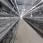 208 Birds Broiler Chicken Cage for sale