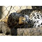 Monkey Tiger Zoo 1.2mm 7 X 7 Animal Enclosure Mesh