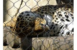 China Monkey Tiger Zoo 1.2mm 7 X 7 Animal Enclosure Mesh supplier