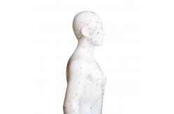China 50cm Point Male Acupuncture Model Human Body GMP Certificate supplier