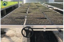 China Stackable Galvanized Mesh Seed Bench Agriculture Rolling Tables For Greenhouse supplier