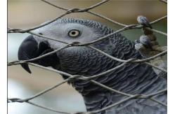 China Polished Surface Zoo Wire Mesh With Stainless Steel Wire Rope supplier