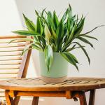 Indoor Plastic Green Plant Pots With Drainage Holes And Removable Base