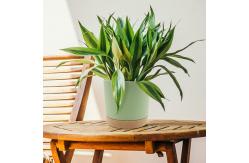 China Indoor Plastic Green Plant Pots With Drainage Holes And Removable Base supplier