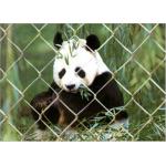 Durable Stainless Steel Zoo Mesh , Stainless Steel Zoo Fencing Materials for sale