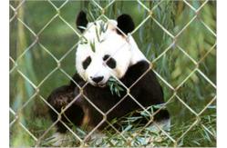 China Durable Stainless Steel Zoo Mesh , Stainless Steel Zoo Fencing Materials supplier