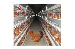 China Q235 A / H Frame Chicken Poultry Cage 3-10Floors With Egg Collection supplier