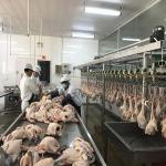 Halal Chicken Abattoir Slaughter Line Machine Equipment 500BPH - 10000BPH for sale