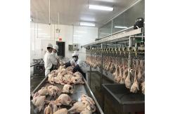 China Halal Chicken Abattoir Slaughter Line Machine Equipment 500BPH - 10000BPH supplier