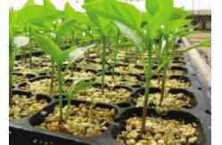 China 72 Hole Microgreen Hydroponic Growing Plastic Planting Tray With Drain Hole supplier