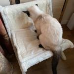 Pet Cat Sofa Bed Sunbathing Chair Sleeping Recliner Cat Scratching Board Cat Scratching Board for sale
