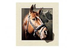 China Stock Horse Image 5D Pictures Lenticular Photo Printing PET/PP Lenticular Printing supplier