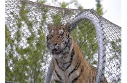 China Ultrasonic Bath SS Wire Rope Zoo Mesh Tiger Fencing Flexible Light Weight supplier
