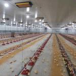 Broiler Automatic Feeder Chain Feeding System Poultry for sale