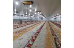 China Broiler Automatic Feeder Chain Feeding System Poultry supplier